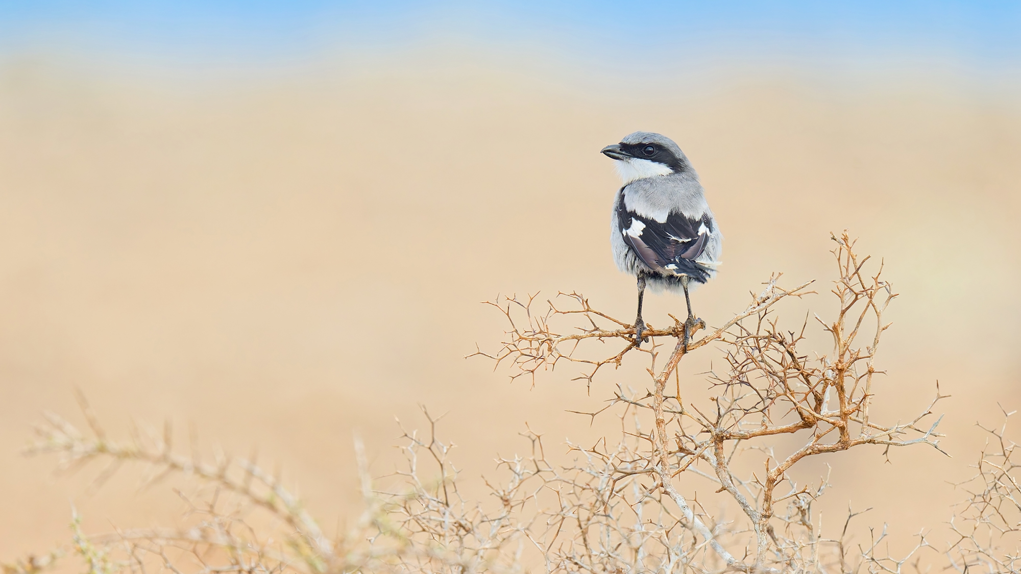 Raubwürger - Fuerteventura - Februar 2025