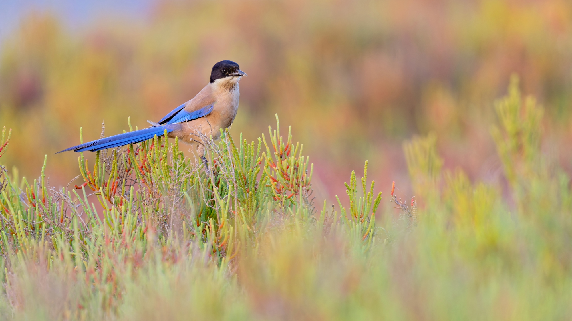 Blauelster - Algarve - Mai 2025