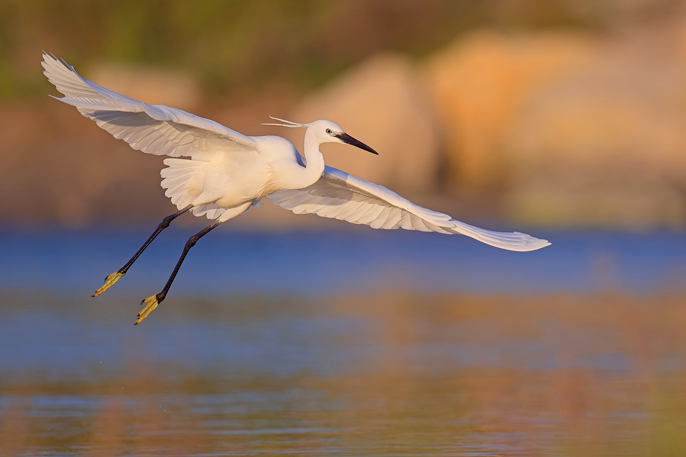 Seidenreiher - Camargue, Mai 2024