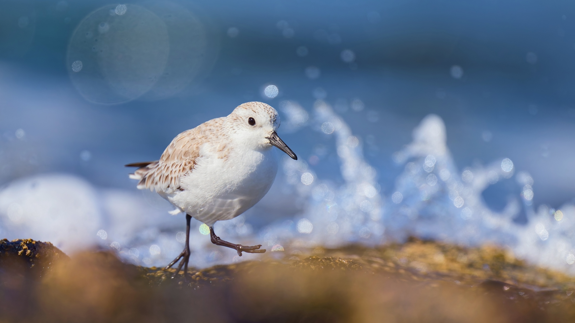 Sanderling - Fuerteventura - Februar 2025