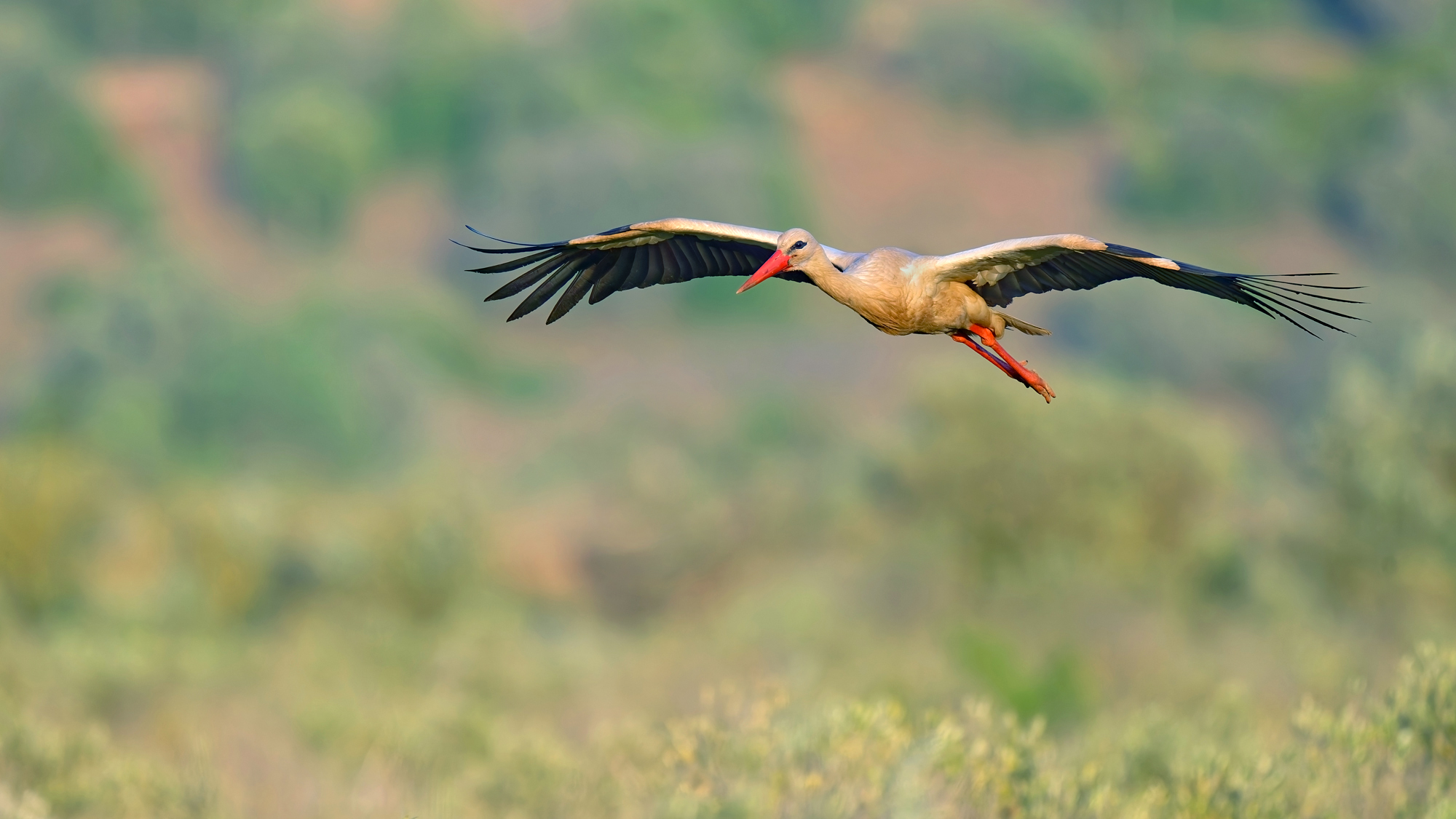 Weißstorch - Algarve - Mai 2025