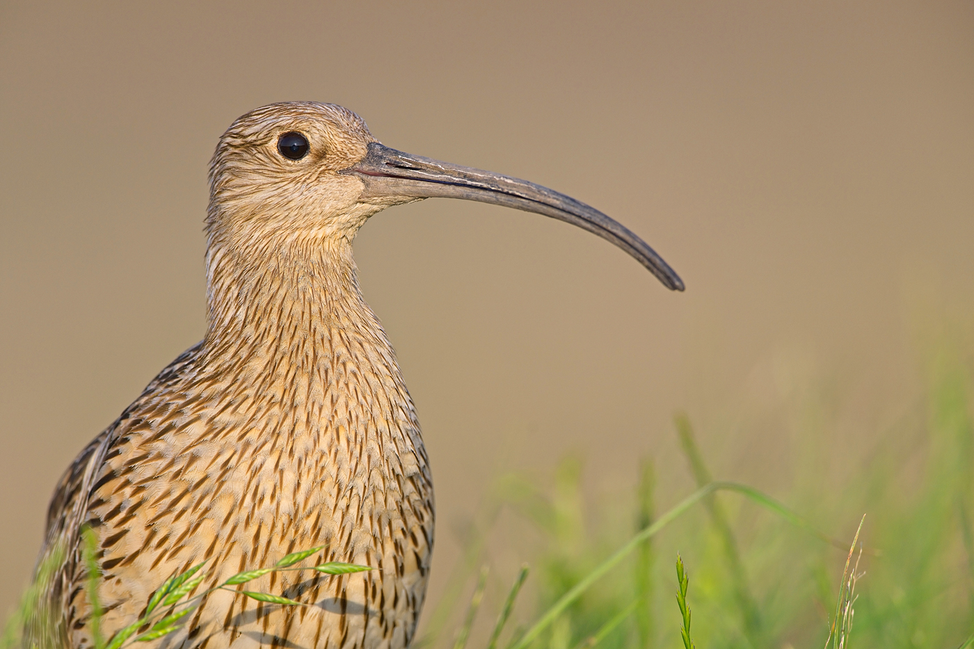 Brachvogel - Neusiedler See, Mai 2023