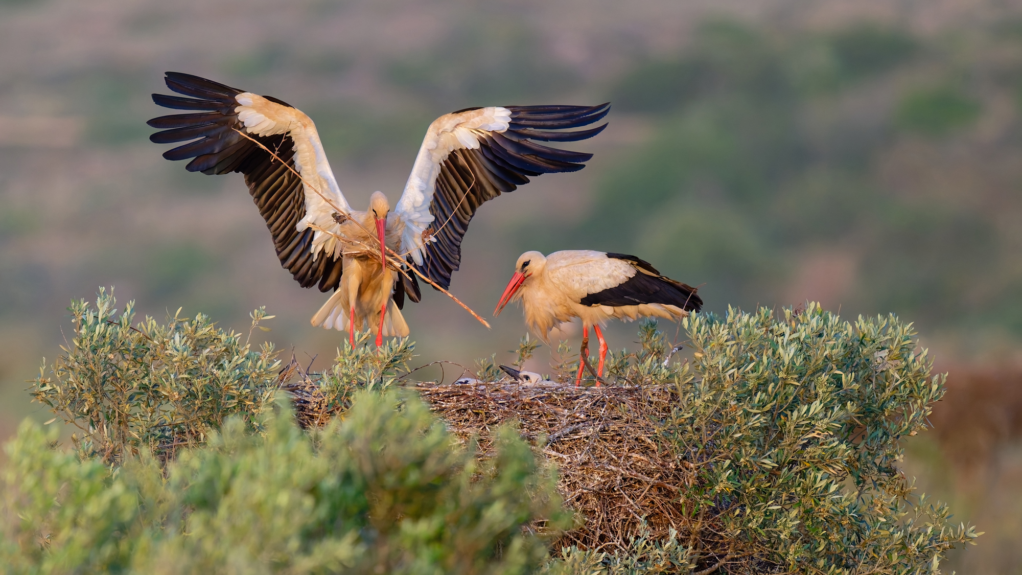 Weißstorch - Algarve - Mai 2025
