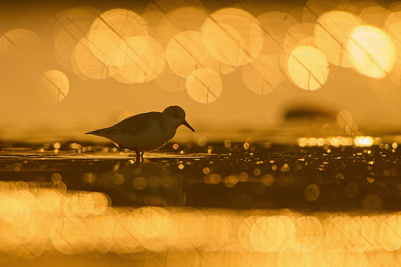 Sanderling - Algarve, November 2023