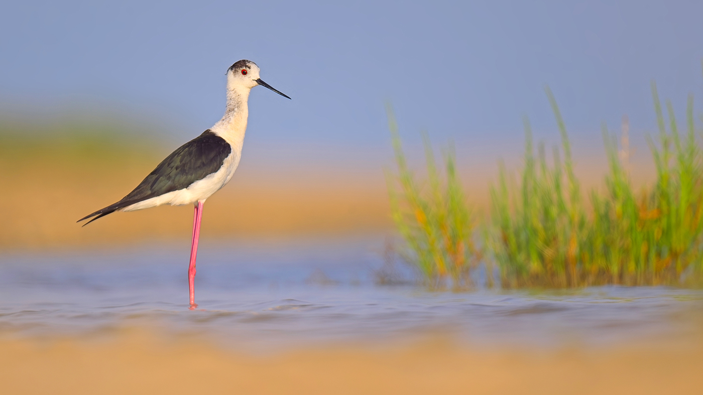 Stelzenläufer - Camargue, Mai 2024