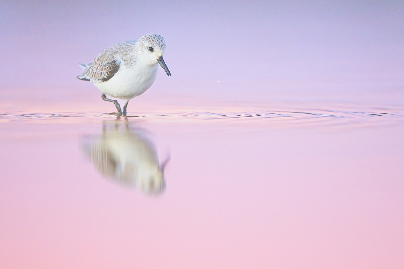 Sanderling - Algarve, November 2023