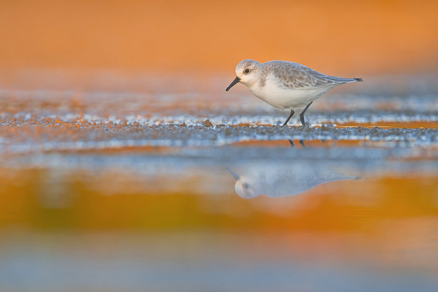 Sanderling - Algarve, November 2023