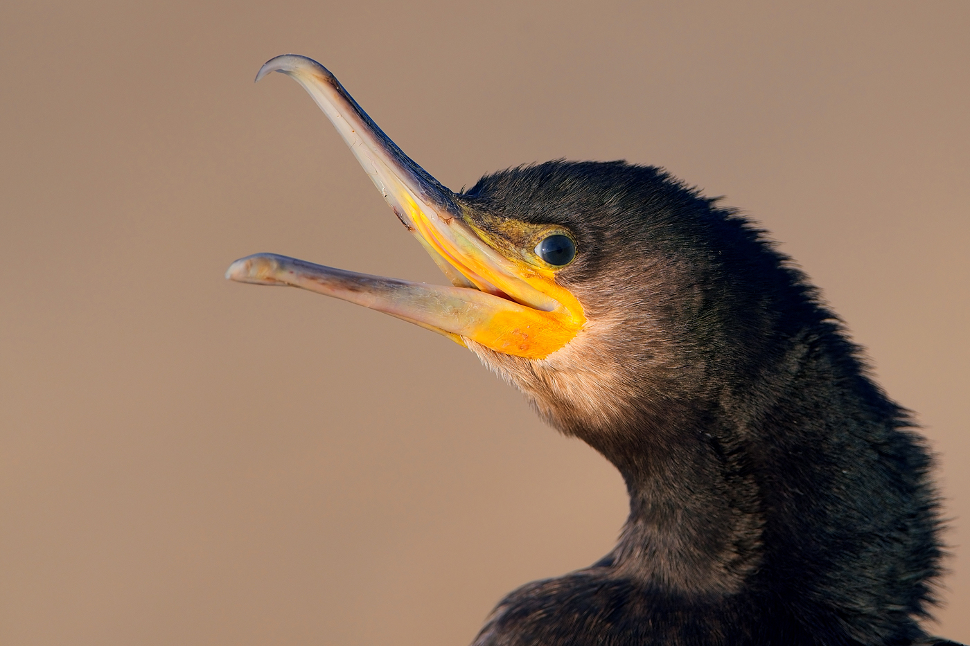 Kormoran  - Texel, August 2023