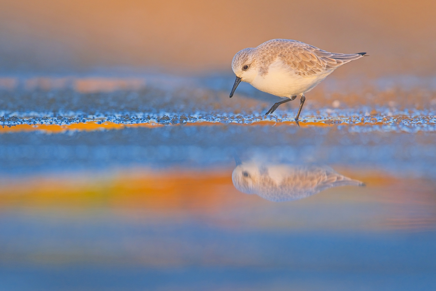 Sanderling - Algarve, November 2023