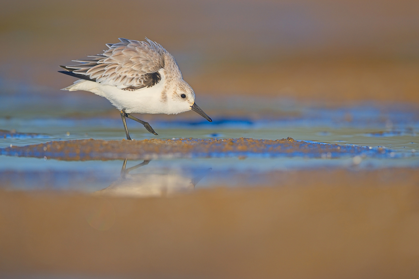 Sanderling - Algarve, November 2023