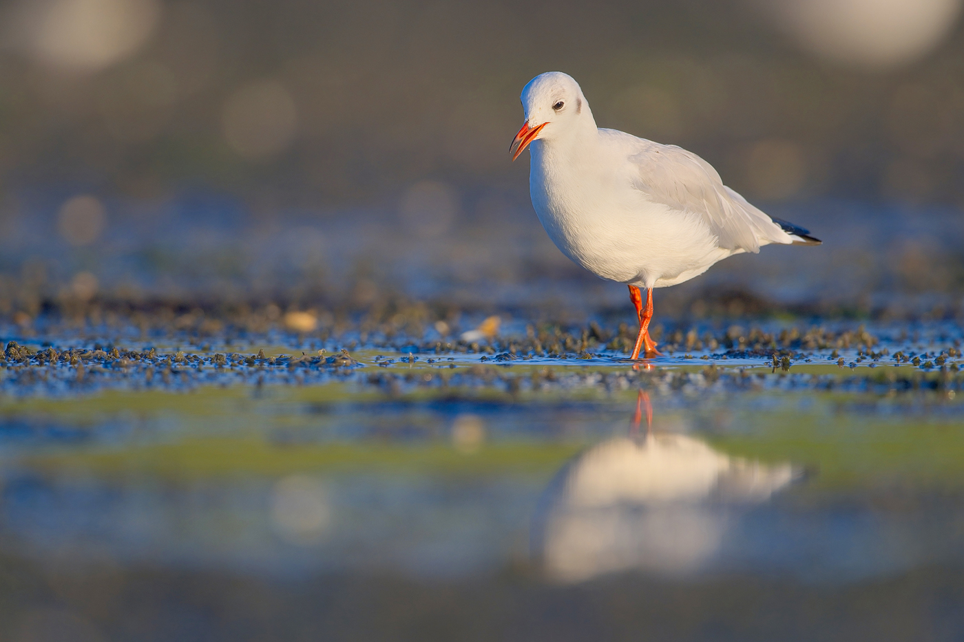 Lachöwe - Texel, August 2023