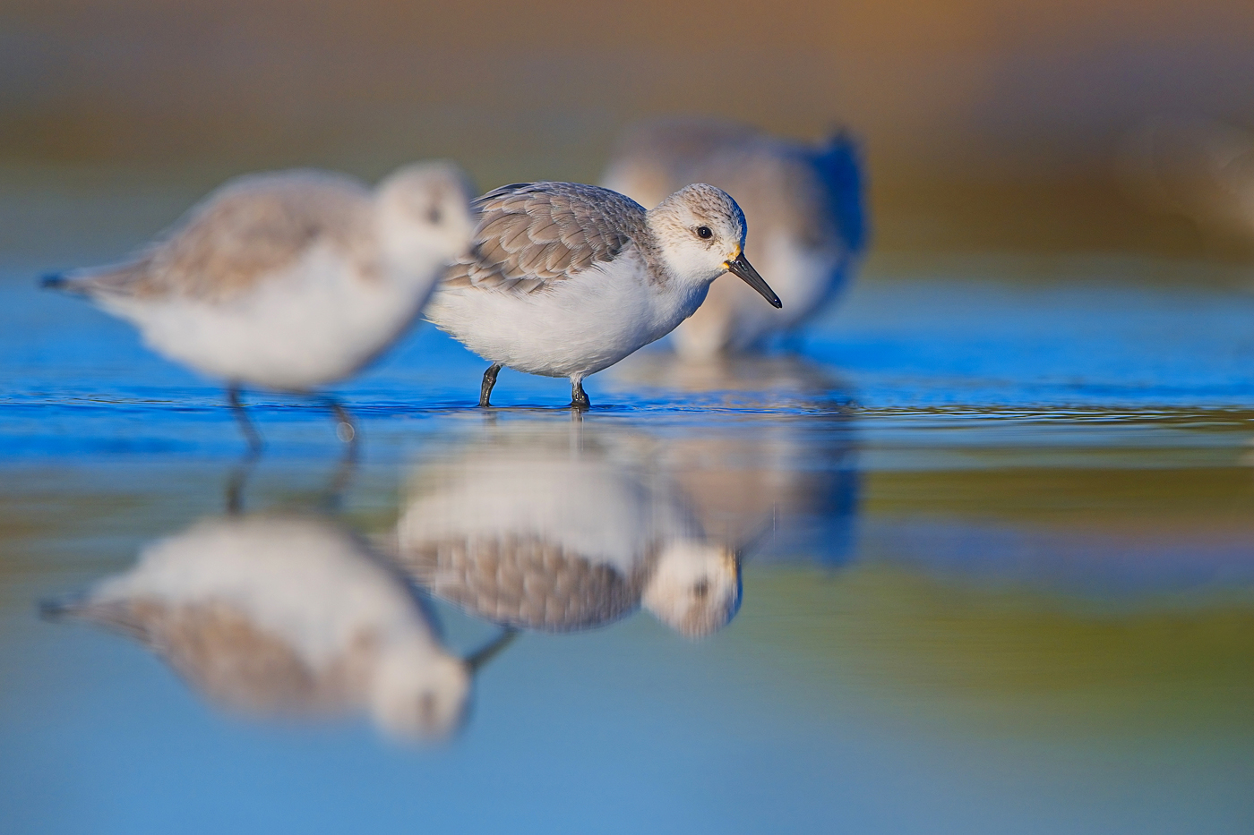 Sanderling - Algarve, November 2023