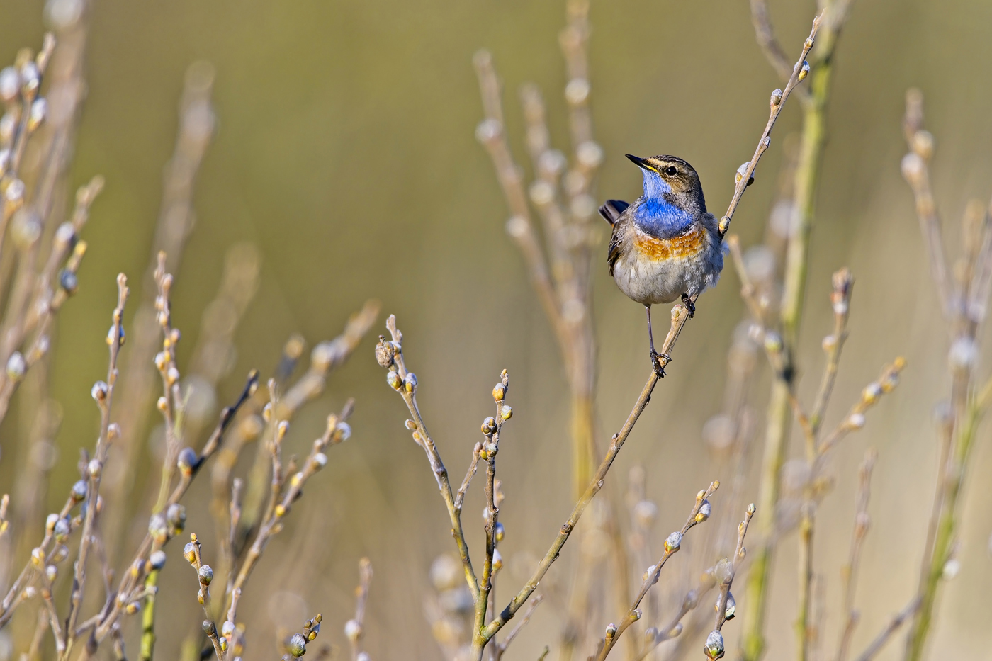 Blaukehlchen - Texel - April 2023