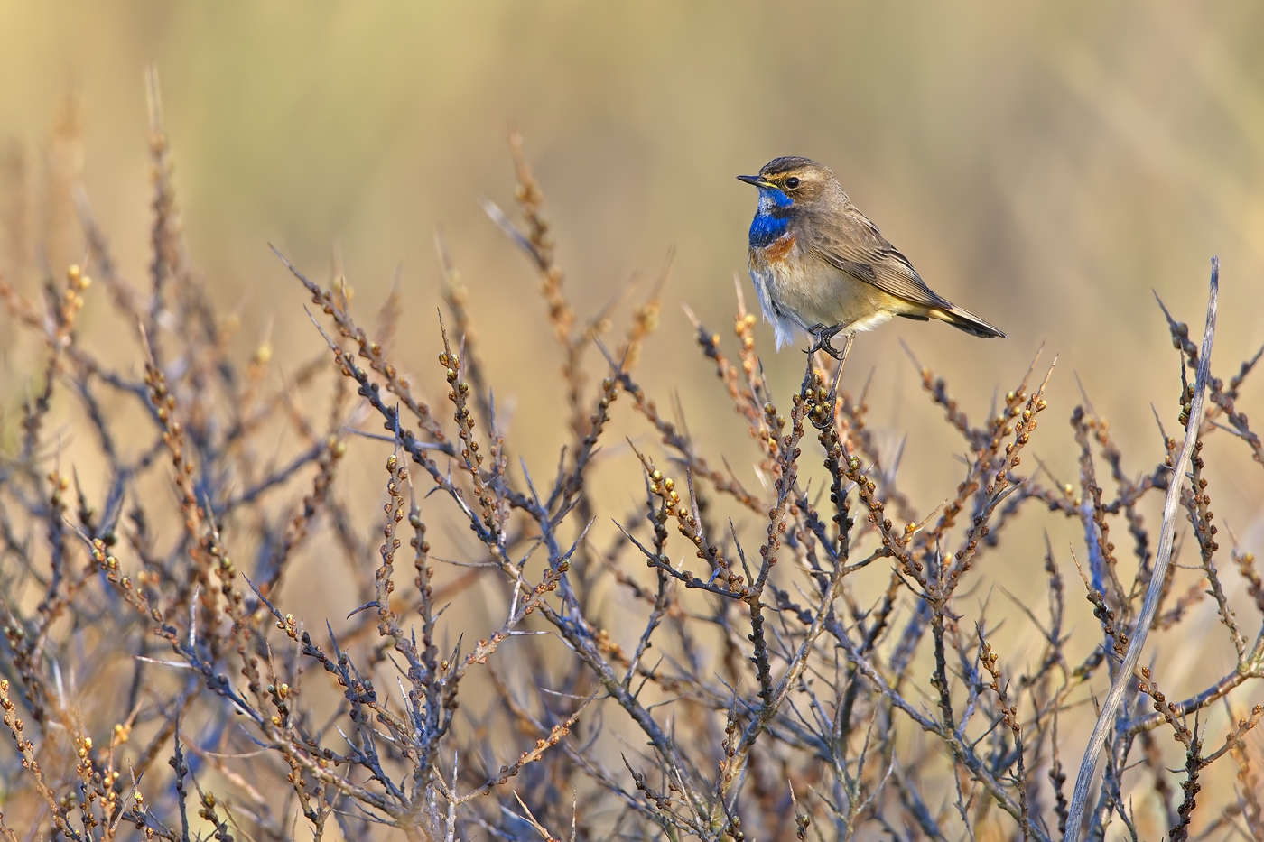 Blaukehlchen - Texel - April 2023