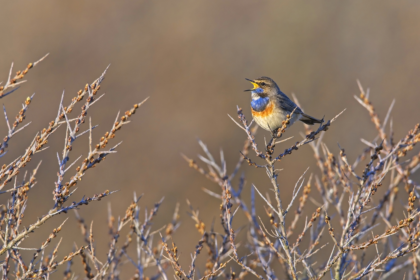 Blaukehlchen - Texel - April 2023