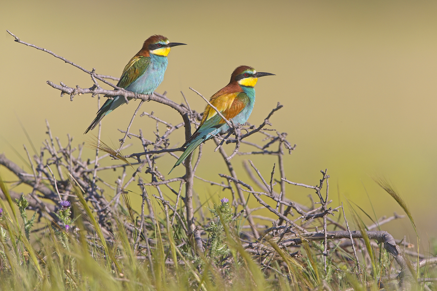 Bienenfresser - Algarve, April 2023