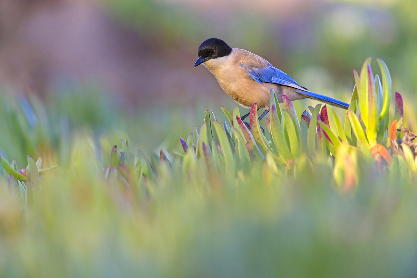 Blauelster - Algarve, April 2023