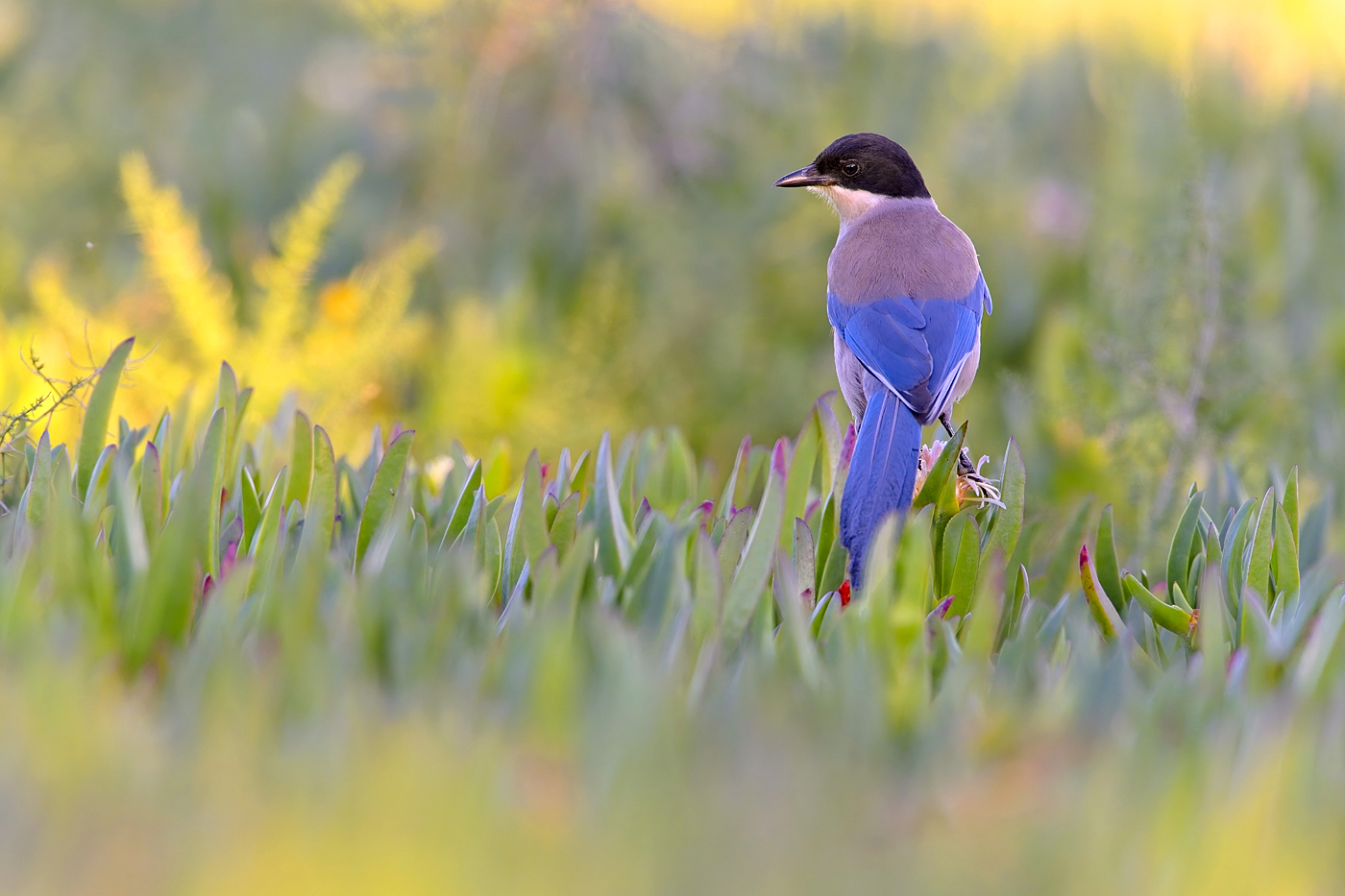 Blauelster - Algarve, April 2023