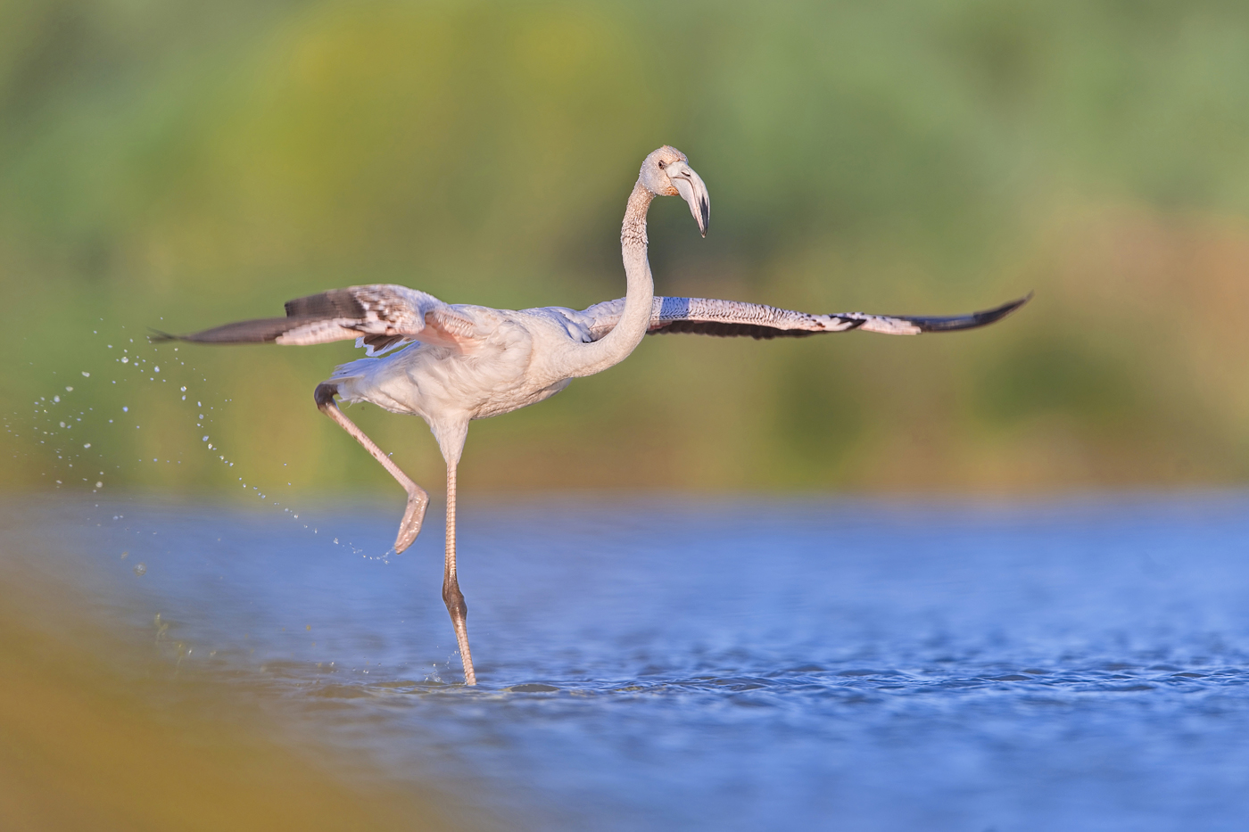 Flamingo - Algarve, April 2023