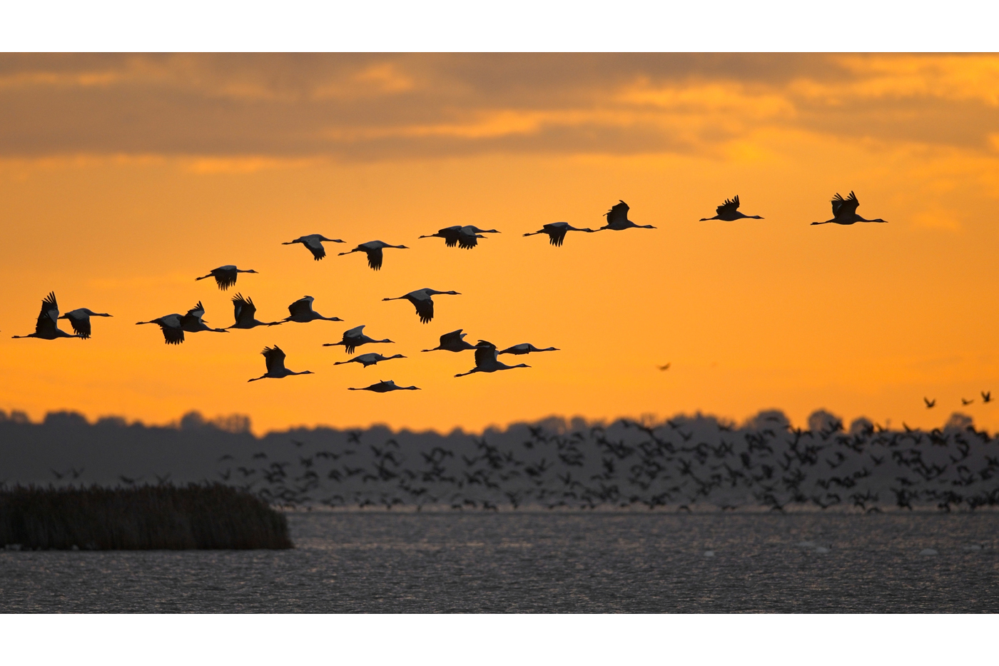 Graukraniche - Ostsee - Oktober 2023