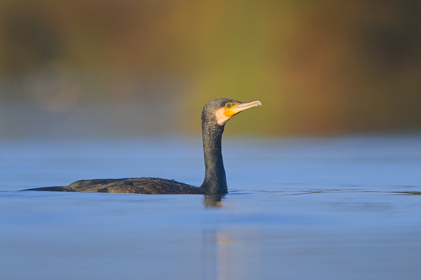 Kormoran - Algarve, März 2024