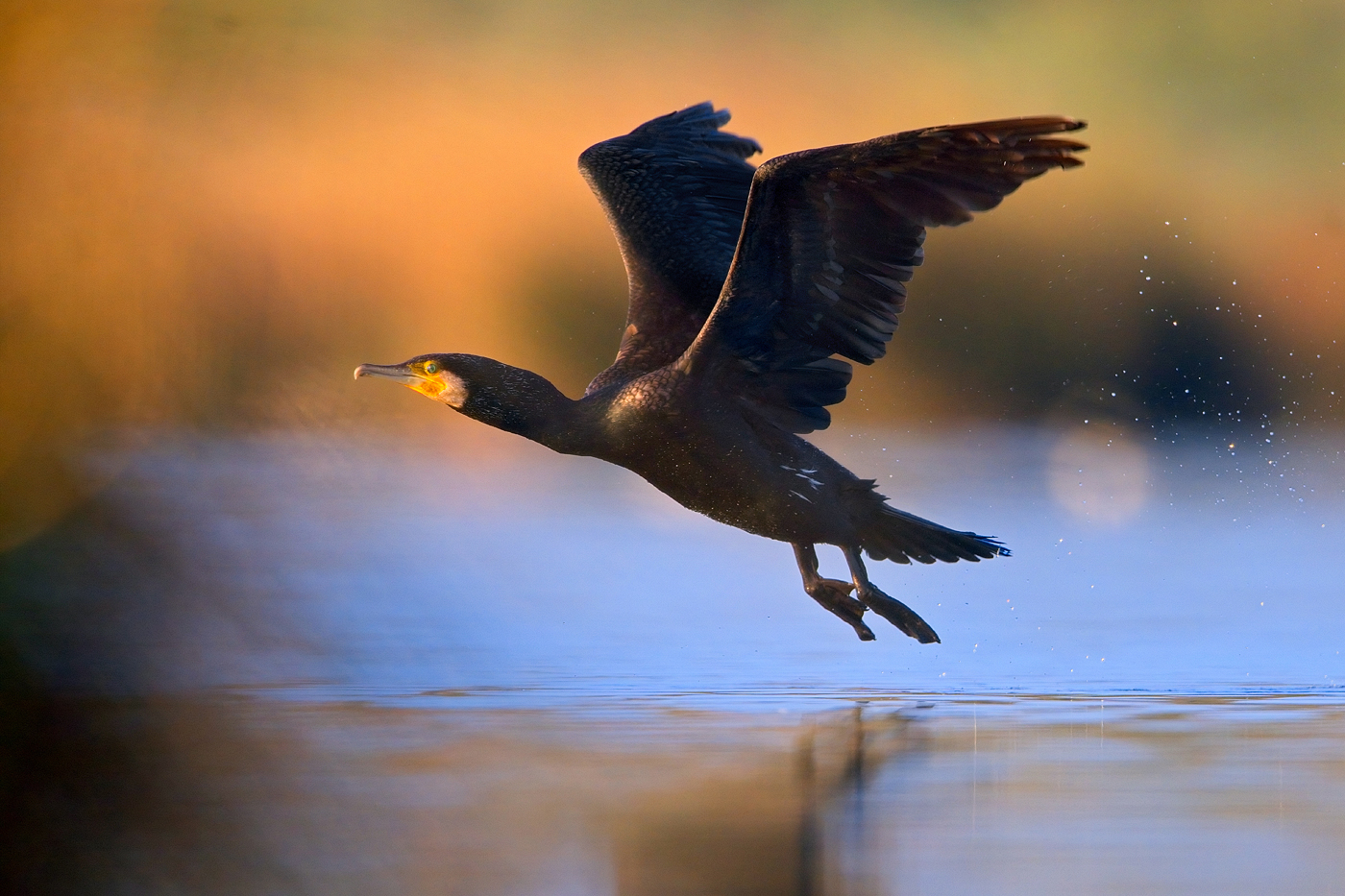 Kormoran - Algarve, März 2024