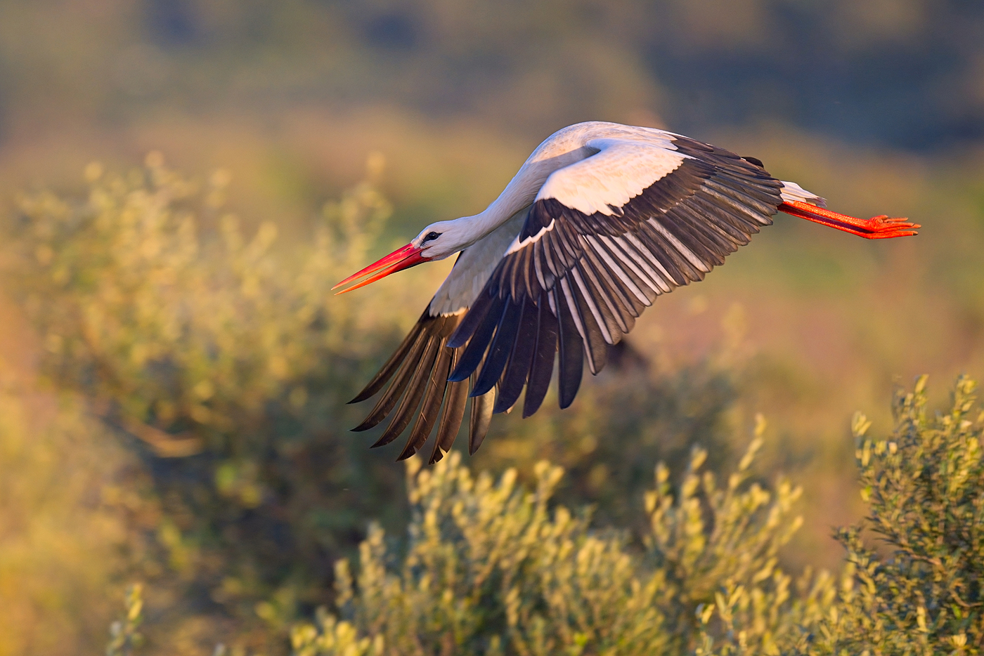 Weißstorch - Algarve, März 2024