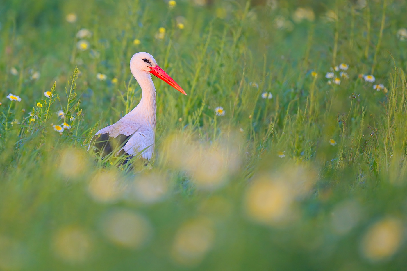 Weißstorch - Algarve, März 2024