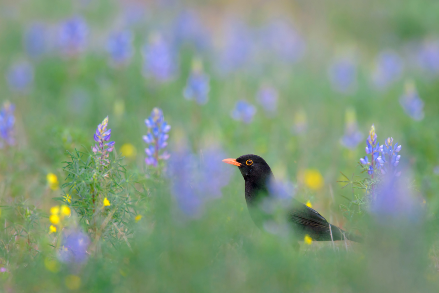 Amsel