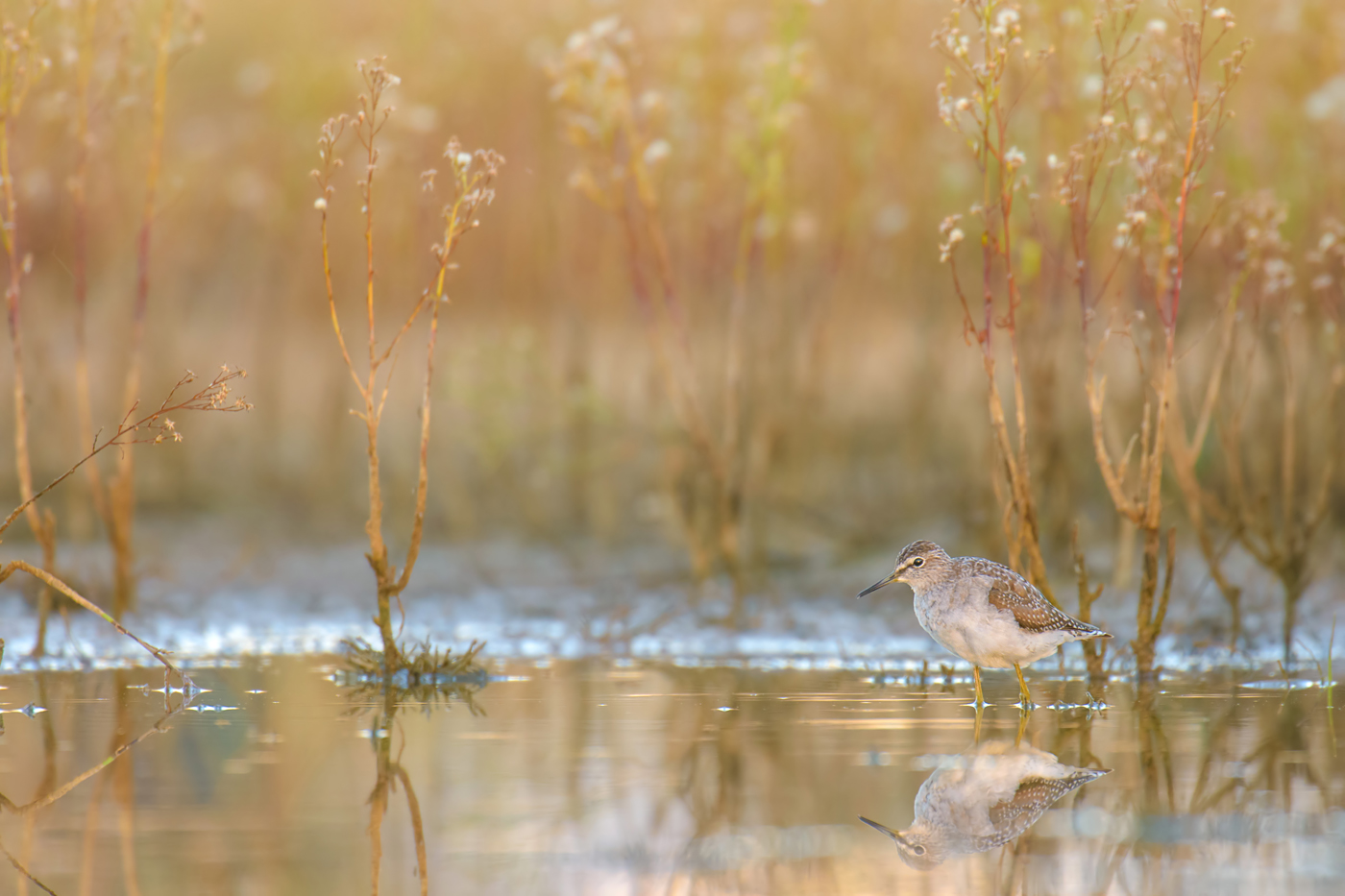 Bruchwasserläufer