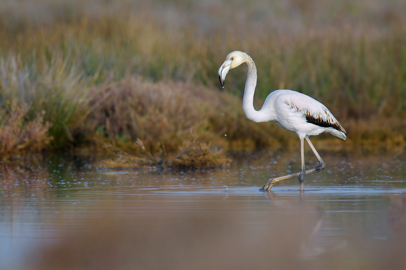 Flamingo