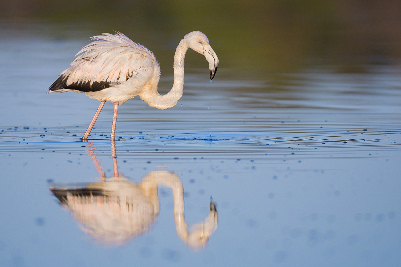 Flamingos