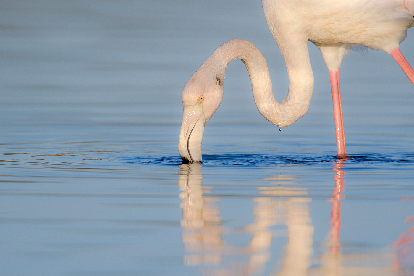 Flamingos