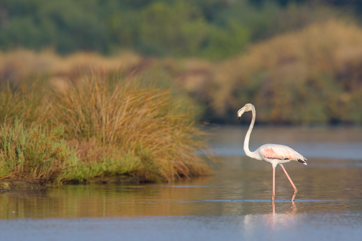 Flamingo