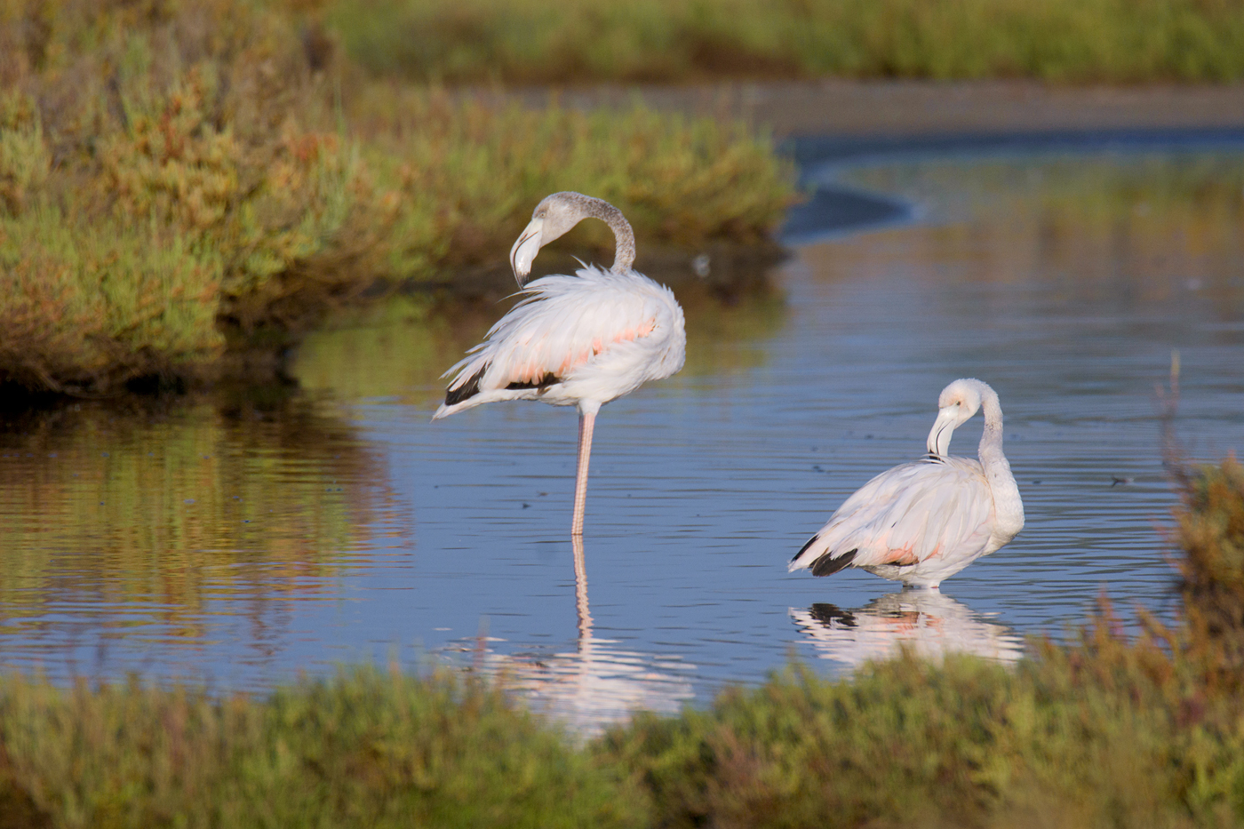 Flamingos