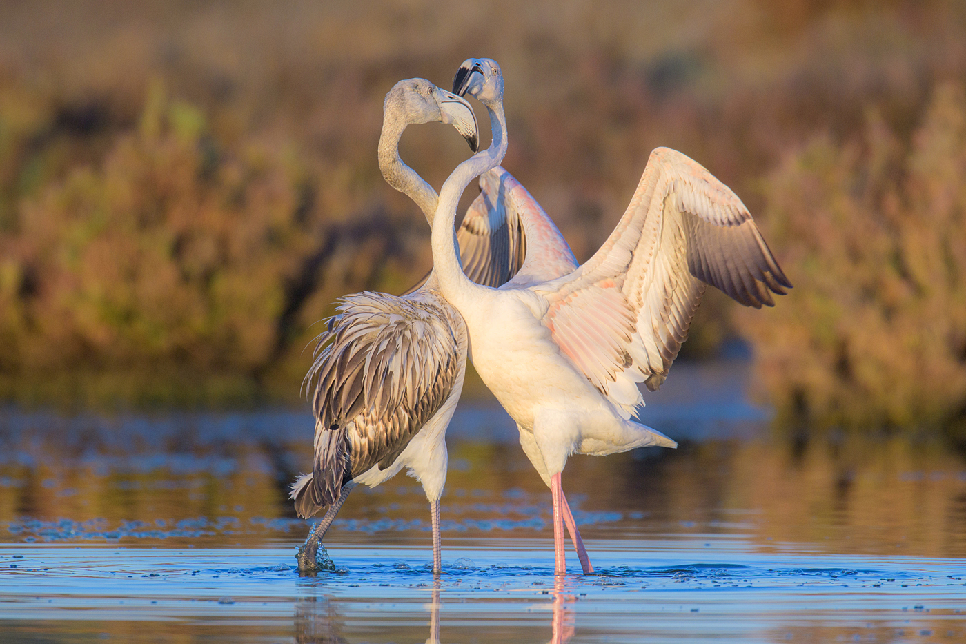 Flamingos