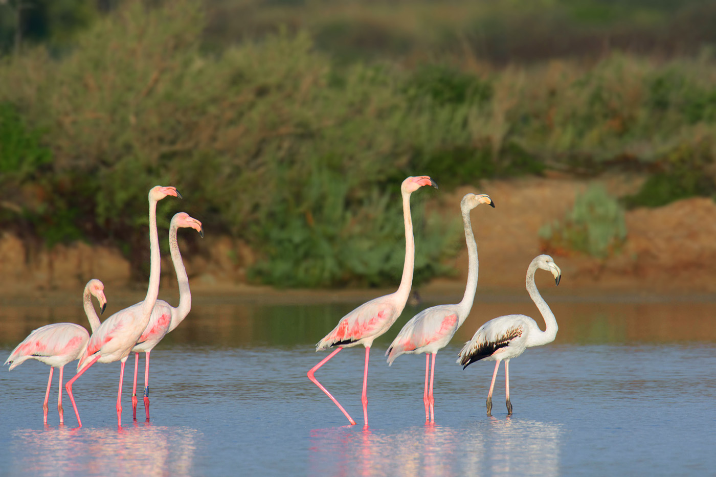 Flamingos