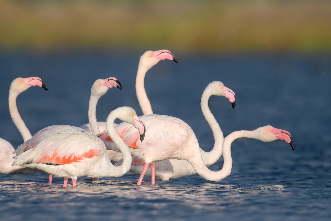 Flamingos