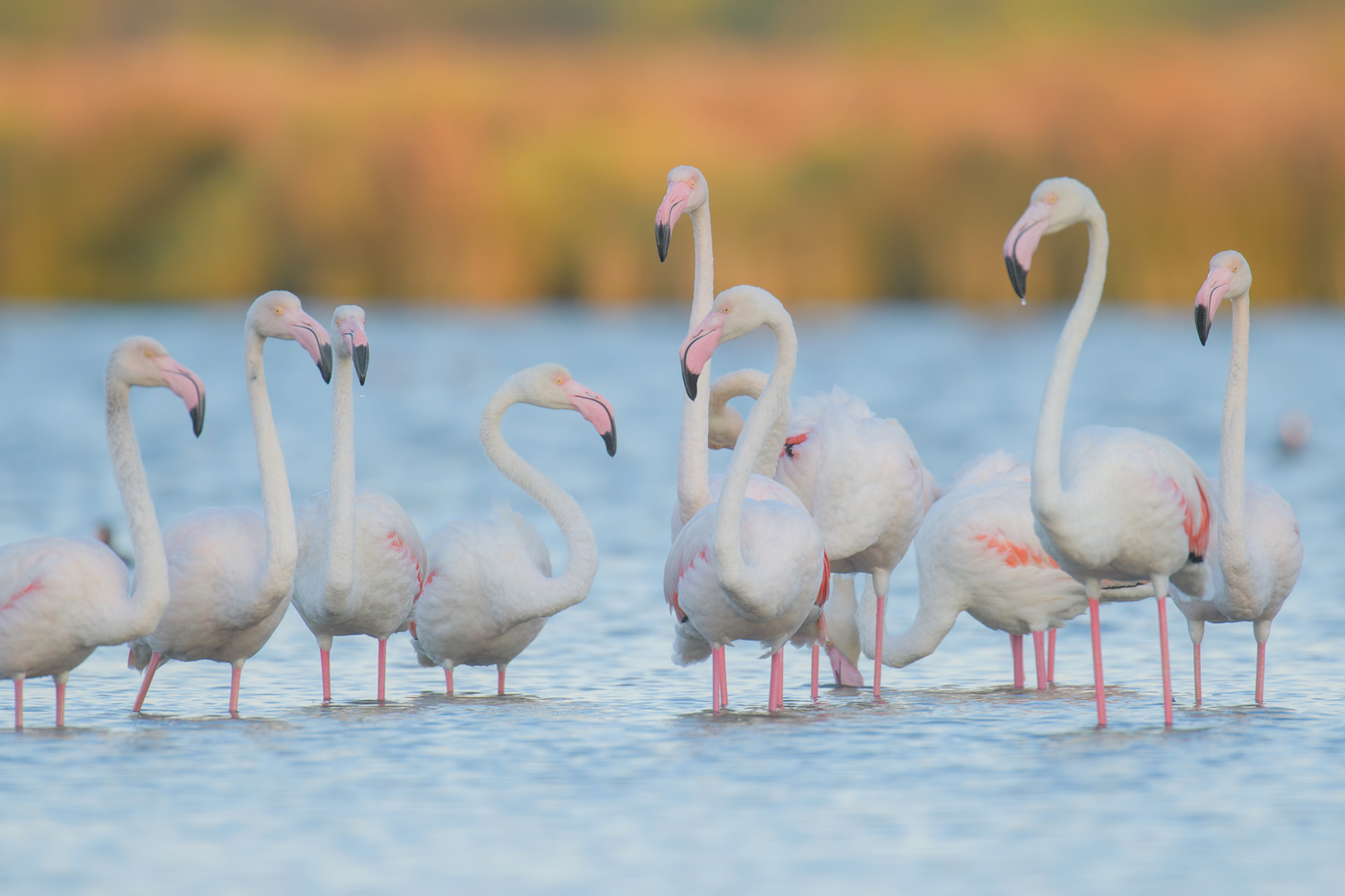 Flamingos