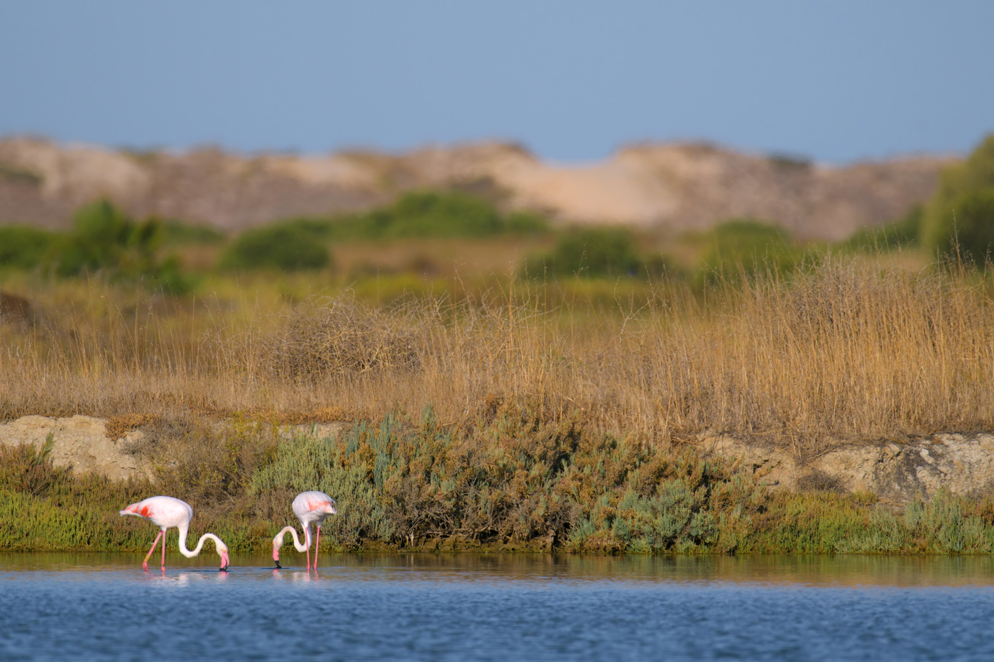 Flamingos