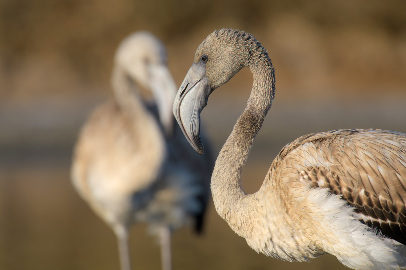 Flamingos