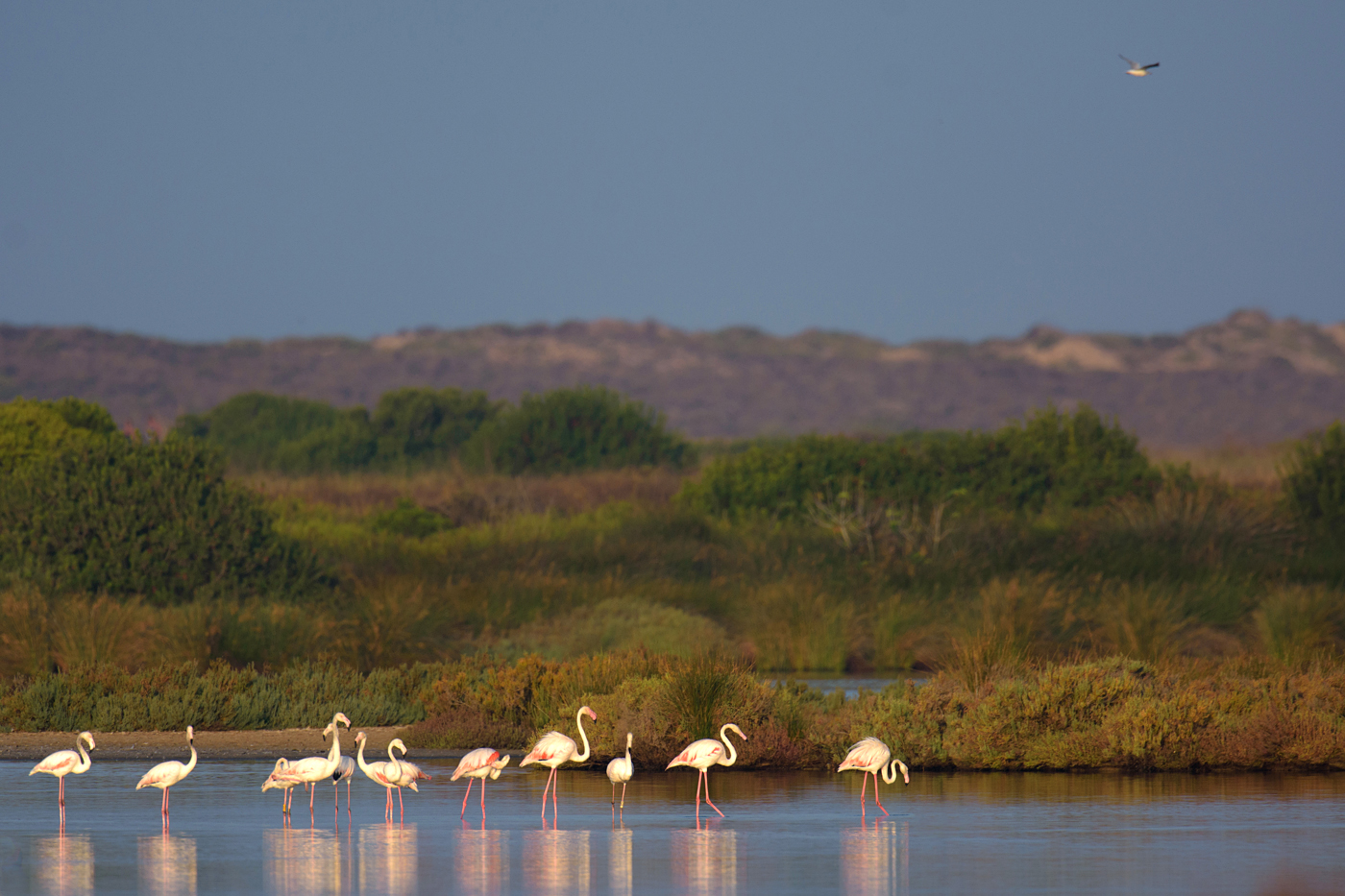 Flamingos