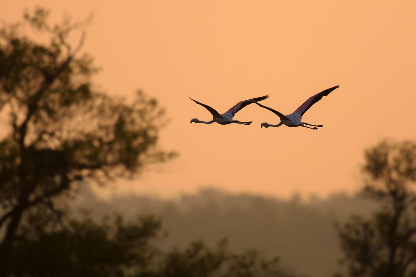 Flamingos