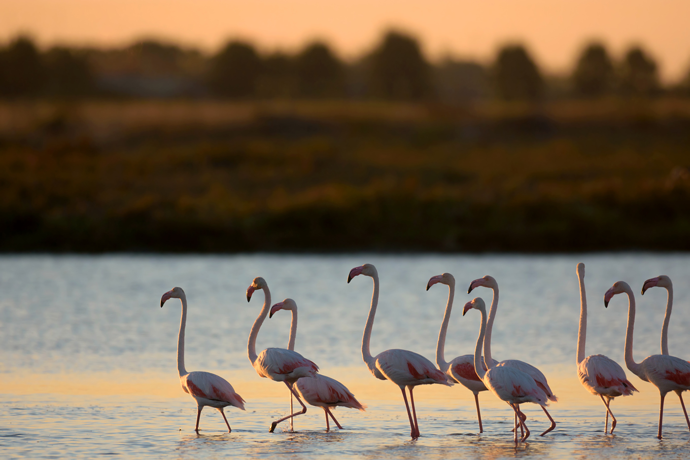 Flamingos