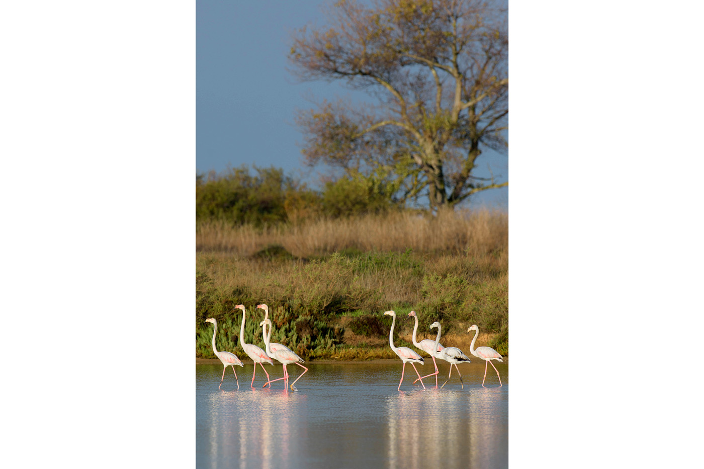 Flamingos