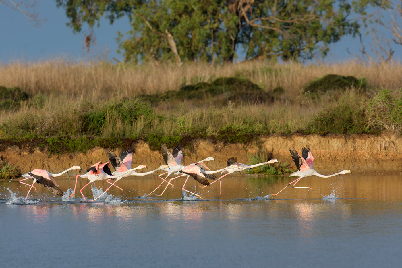 Flamingos