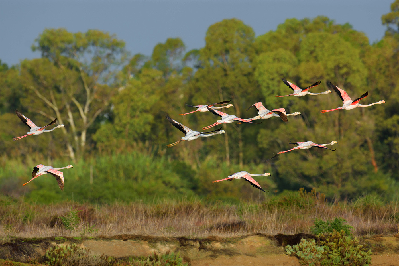 Flamingos