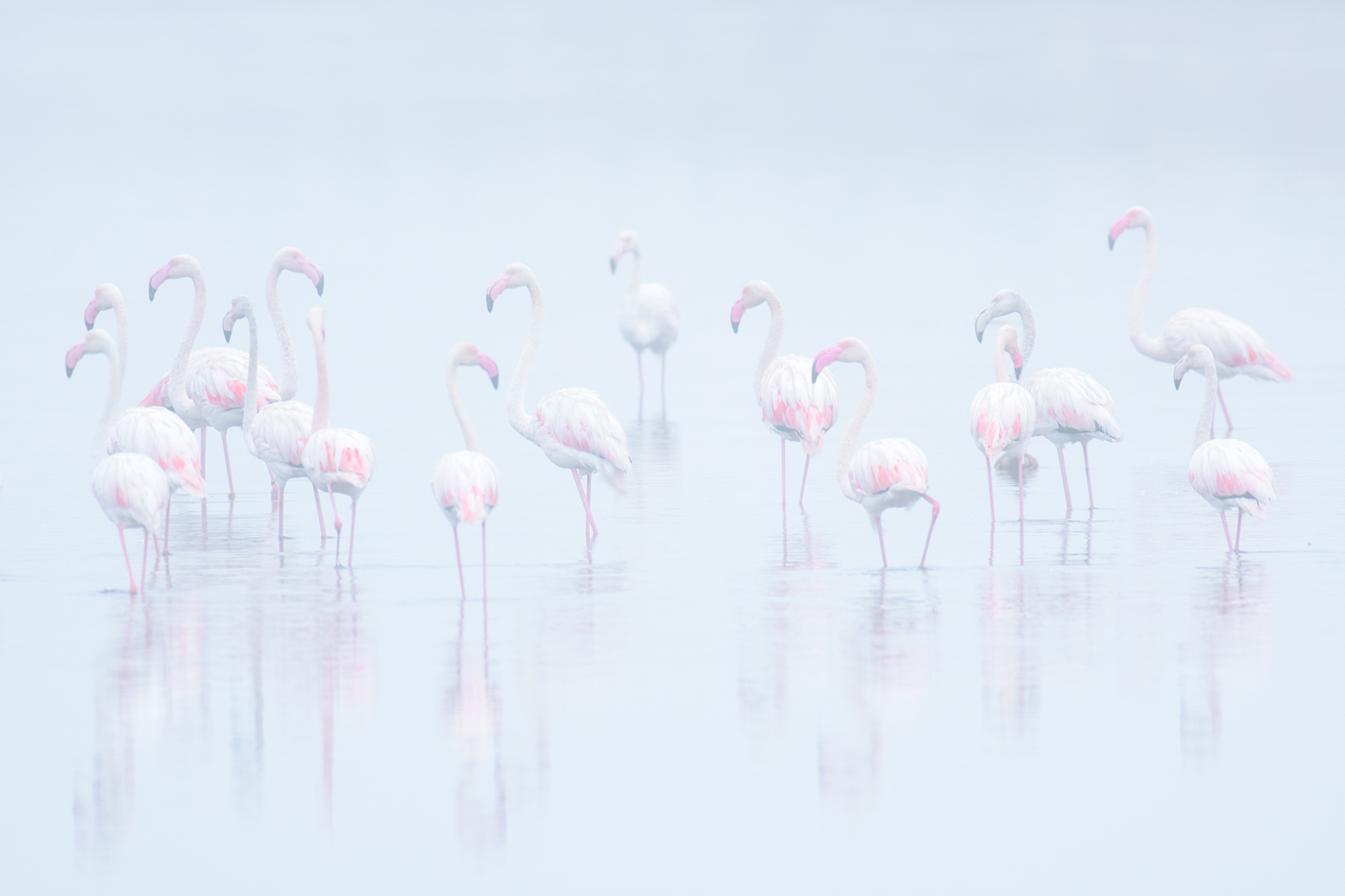 Flamingos