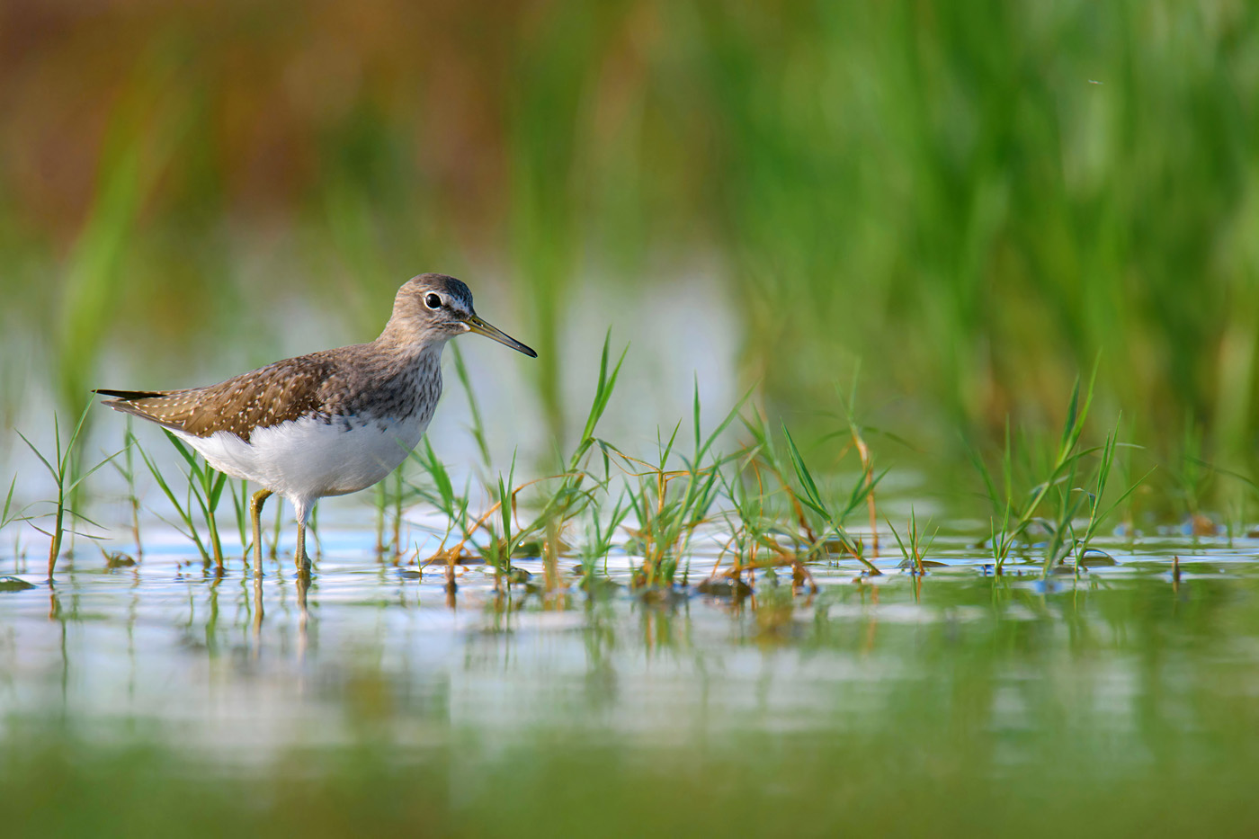 Waldwasserläufer