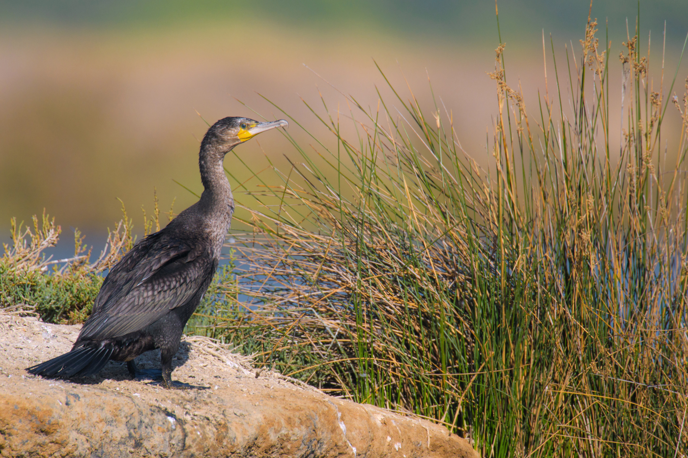 Kormoran